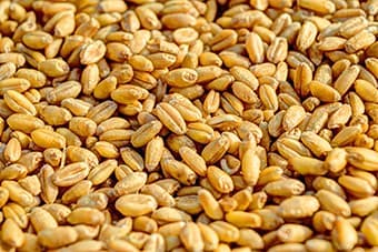 Cereals